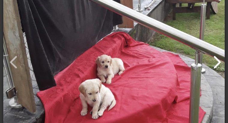 Golden retriever puppies