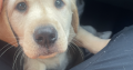 Golden labrador for sale