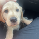 Golden labrador for sale