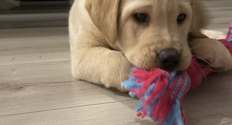 Golden labrador for sale