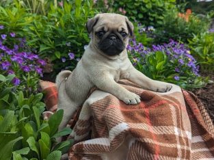 Fawn Pug Puppies