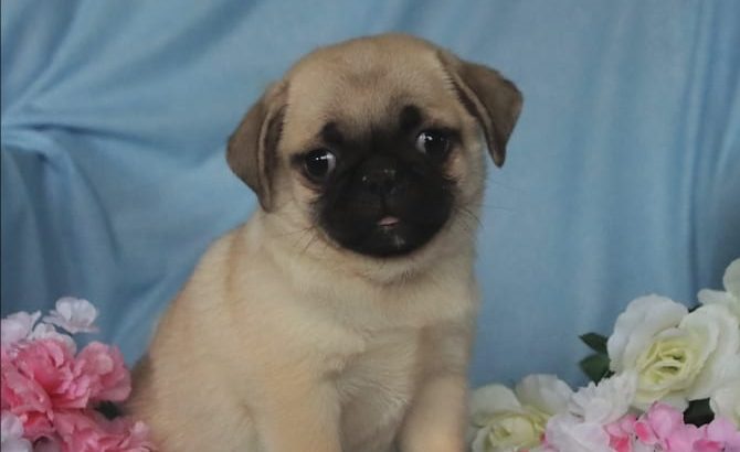 Fawn Pug Puppies