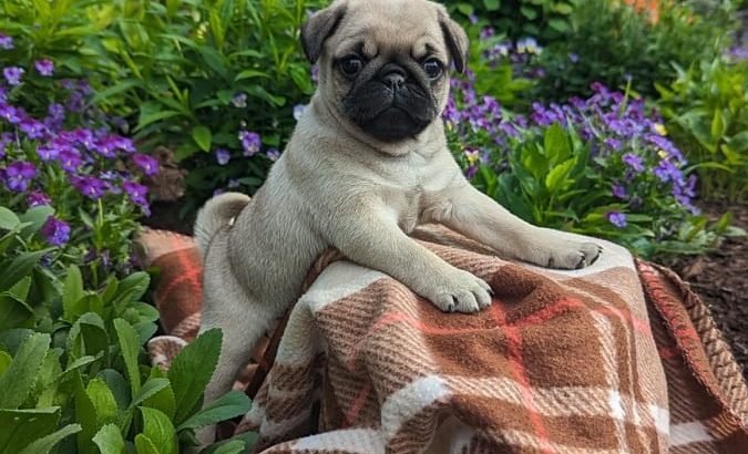 Fawn Pug Puppies