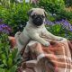 Fawn Pug Puppies