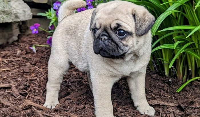 Fawn Pug Puppies