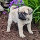 Fawn Pug Puppies