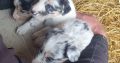 Blue Merle Collies