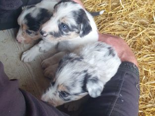 Blue Merle Collies