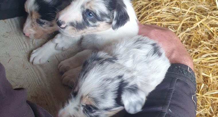 Blue Merle Collies