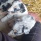 Blue Merle Collies