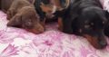 Ikc miniature dachshund puppies