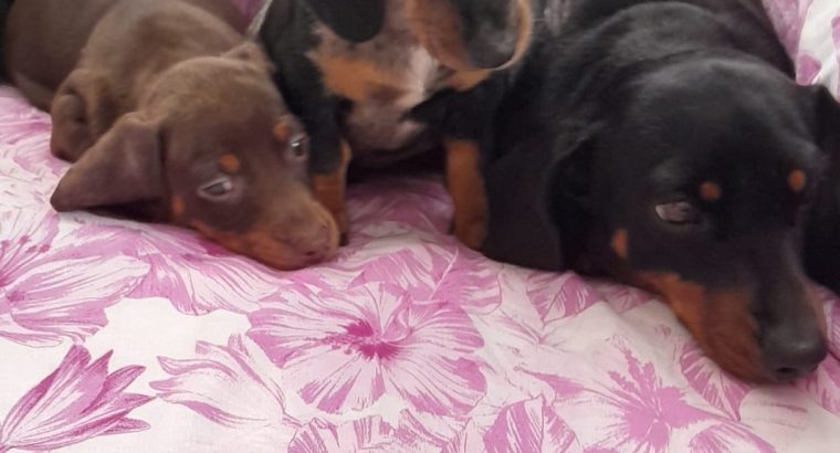 Ikc miniature dachshund puppies