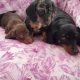 Ikc miniature dachshund puppies