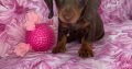 Ikc miniature dachshund puppies