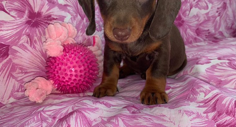 Ikc miniature dachshund puppies