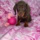 Ikc miniature dachshund puppies