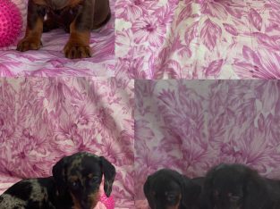 Ikc miniature dachshund puppies