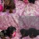 Ikc miniature dachshund puppies