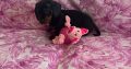 Ikc miniature dachshund puppies