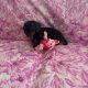 Ikc miniature dachshund puppies