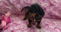 Ikc miniature dachshund puppies