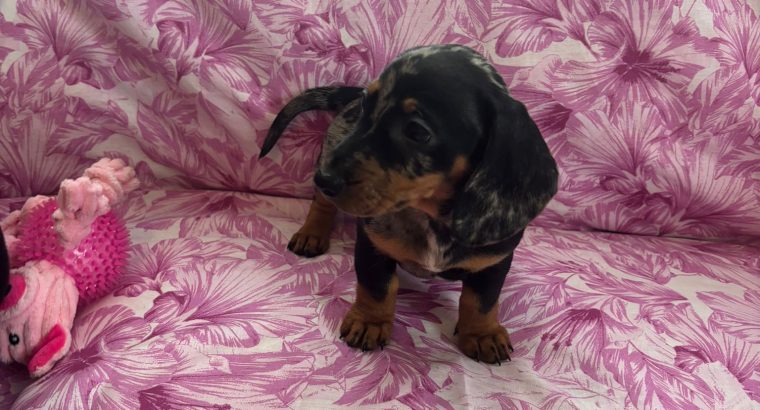 Ikc miniature dachshund puppies