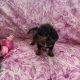 Ikc miniature dachshund puppies