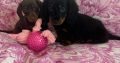 Ikc miniature dachshund puppies