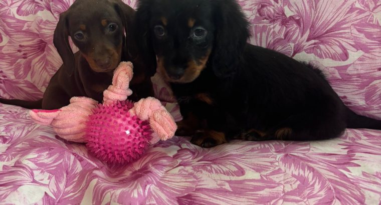 Ikc miniature dachshund puppies