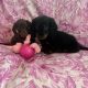 Ikc miniature dachshund puppies