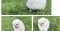 TeaCup Pomeranian Puppie Available