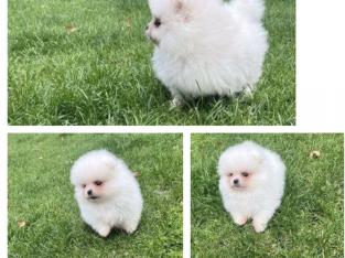 TeaCup Pomeranian Puppie Available