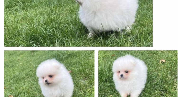 TeaCup Pomeranian Puppie Available