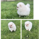 TeaCup Pomeranian Puppie Available