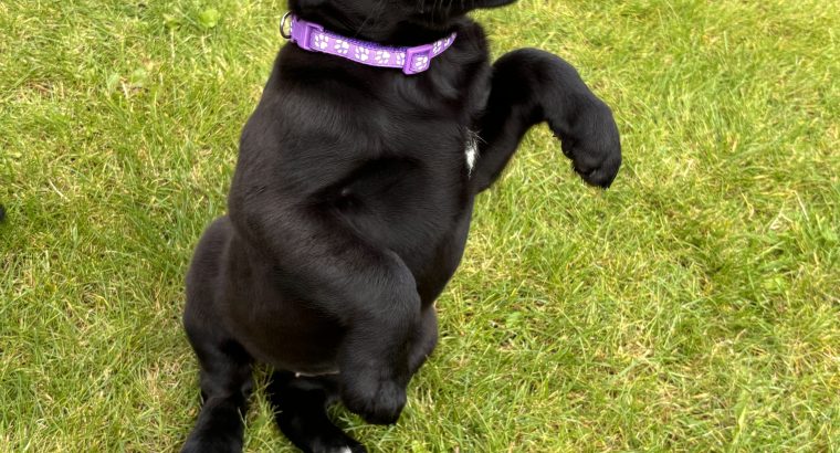 Stunning Lab x Ridgeback