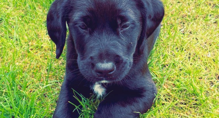 Stunning Lab x Ridgeback