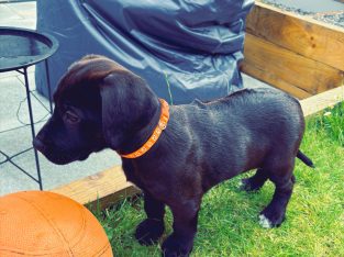 Stunning Lab x Ridgeback