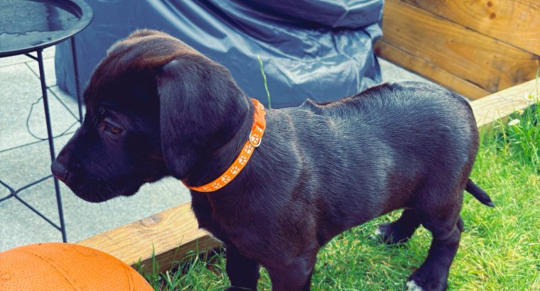 Stunning Lab x Ridgeback