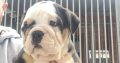 Old English Bulldog Puppies NEBBR Registered