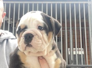 Old English Bulldog Puppies NEBBR Registered