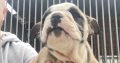 Old English Bulldog Puppies NEBBR Registered