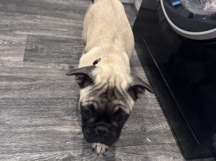 Frug ( pug cross frenchie )