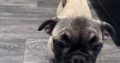 Frug ( pug cross frenchie )