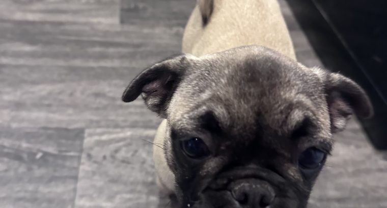 Frug ( pug cross frenchie )