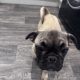 Frug ( pug cross frenchie )