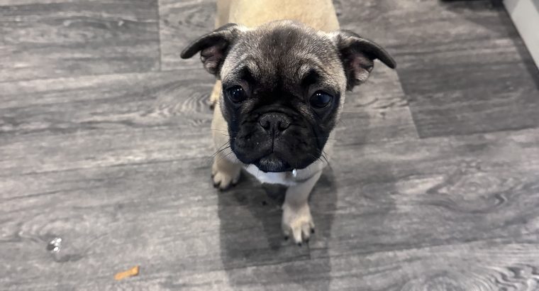 Frug ( pug cross frenchie )