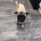 Frug ( pug cross frenchie )