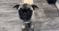 Frug ( pug cross frenchie )