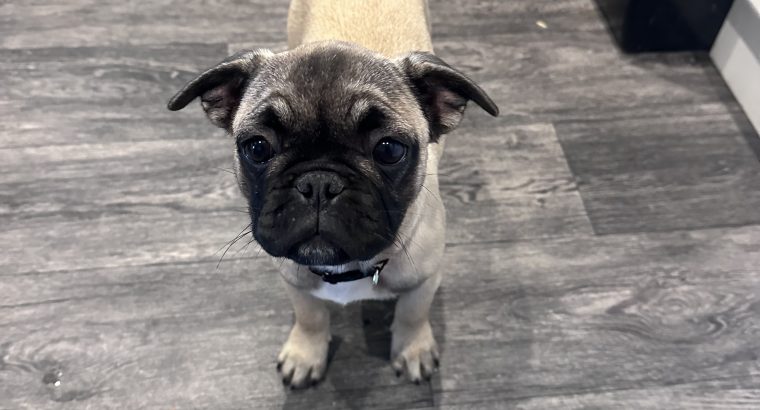 Frug ( pug cross frenchie )