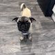 Frug ( pug cross frenchie )